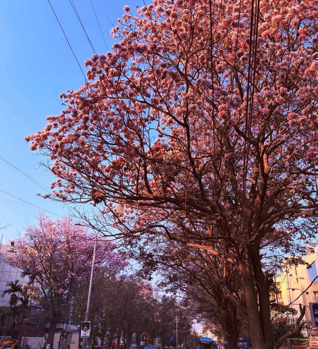 A City Painted in Pink - Image 2