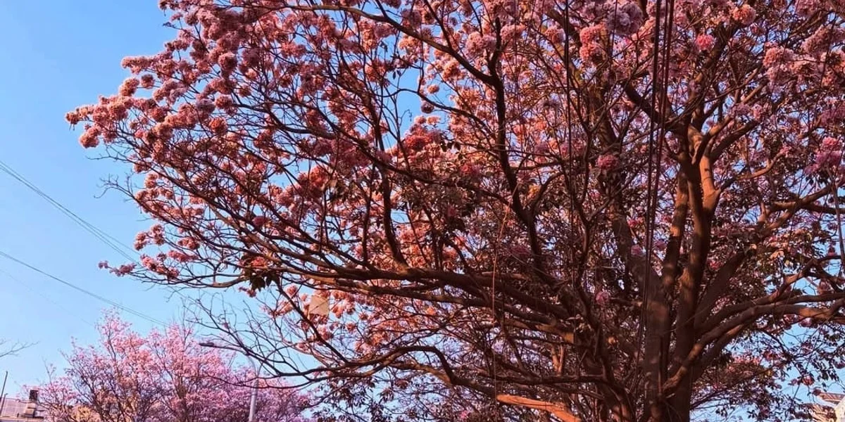 Click to view full size (2 of 2) A City Painted in Pink - Image 2