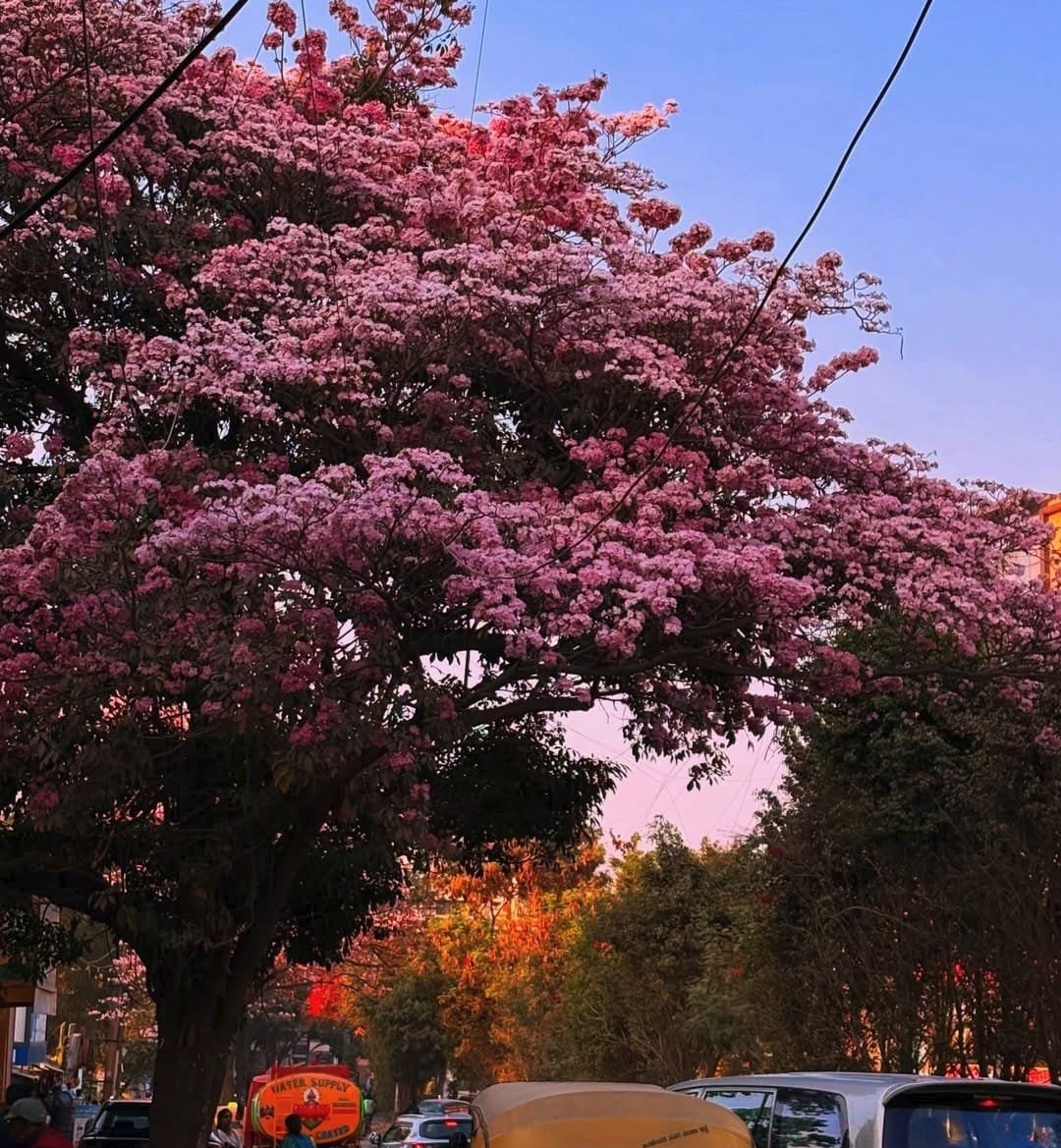 A City Painted in Pink - Image 1