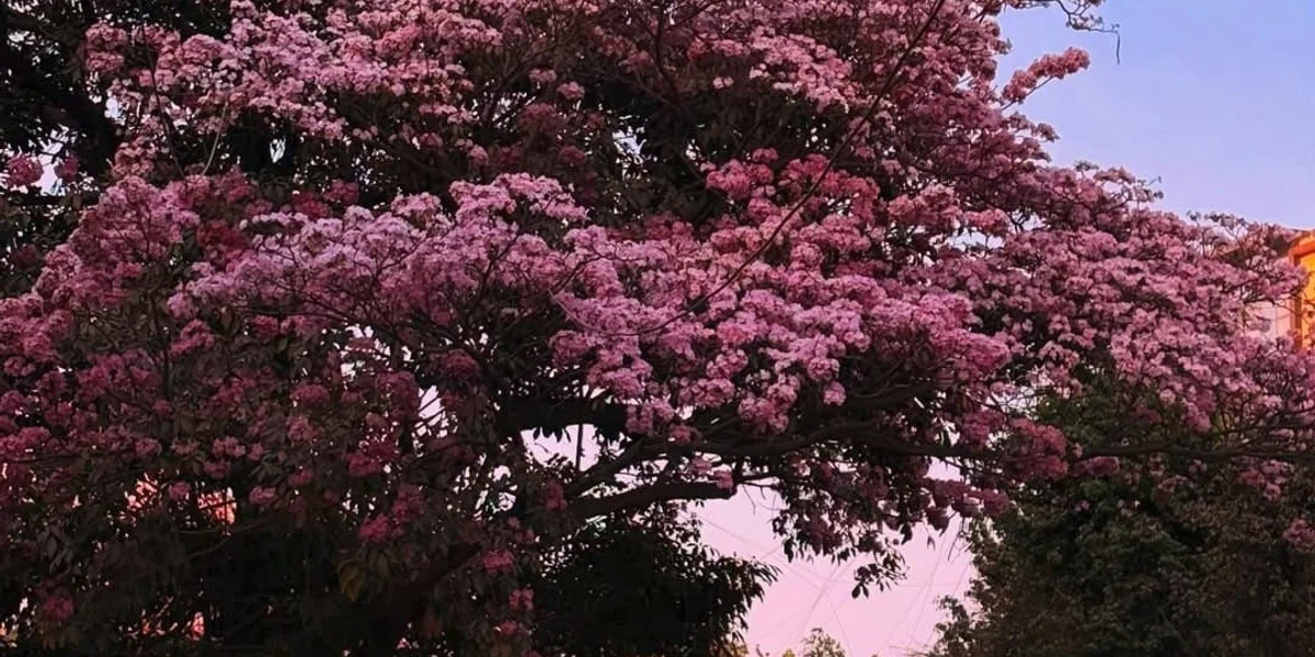 Click to view full size (1 of 2) A City Painted in Pink - Image 1