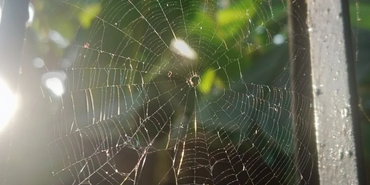 Click to view full size (2 of 2) Nature's Resilience Lesson - Image 2