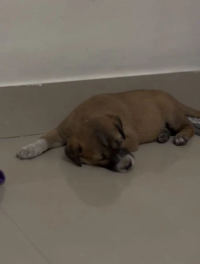 Click to view full size Thinking about getting a furry friend? ๐พ