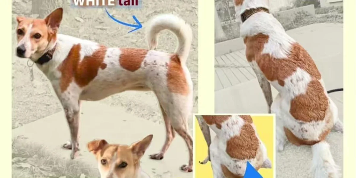 Click to view full size (2 of 2) desperation can look like this - Image 2